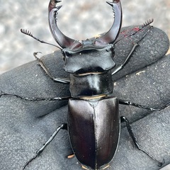 ヨーロッパミヤマ３種(B品もあり)の画像