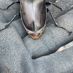 ヨーロッパミヤマ３種(B品もあり)の画像