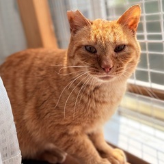 置き去りにされた懐っこい茶太郎😺シニアの方の応募もお待ちし…