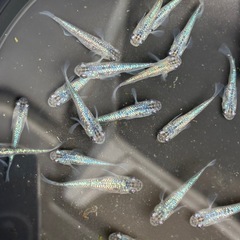 サファイア　背鰭なし　メダカ　めだかの画像