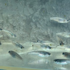 サファイア　背鰭なし　メダカ　めだかの画像