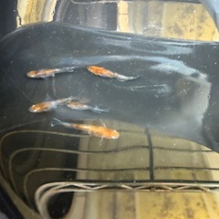 朱光菊メダカの画像