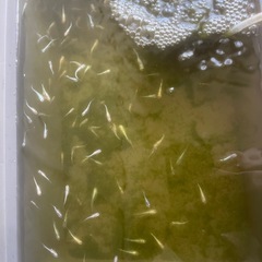 【お話中】ミユキメダカ🐟　　　大量120匹以上❗️選別外　の画像