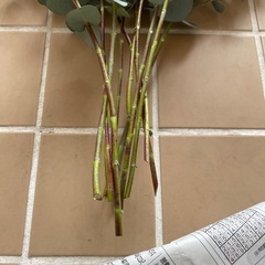 ユーカリー切り枝の画像