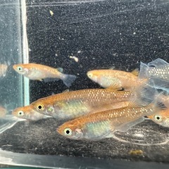 メダカ【朱光菊】写真の個体全て　(菊間メダカ様血統)の画像