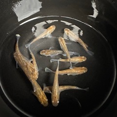 メダカ【朱光菊】写真の個体全て　(菊間メダカ様血統)の画像