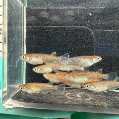 メダカ【朱光菊】写真の個体全て　(菊間メダカ様血統)の画像