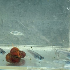 サファイア　メダカ　めだかの画像