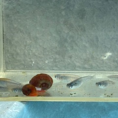 サファイア　メダカ　めだかの画像