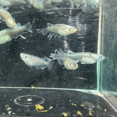 メダカ【レーヴ(スワロー入り)】写真の個体全ての画像