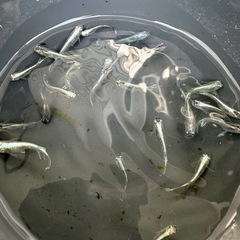 メダカ【レーヴ(スワロー入り)】写真の個体全ての画像