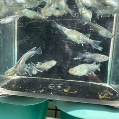 メダカ【レーヴ(スワロー入り)】写真の個体全ての画像