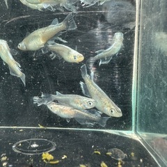 メダカ【レーヴ(スワロー入り)】写真の個体全ての画像