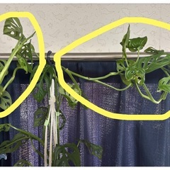 マドカズラの画像