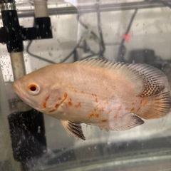 オスカー引き取ってください❗️の画像