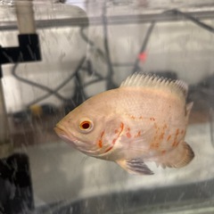 オスカー引き取ってください❗️の画像