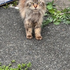 連れて帰れますか