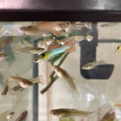 グッピー　プラチナジャパンブルーダブルソードの画像