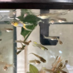 グッピー　プラチナジャパンブルーダブルソードの画像