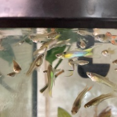 グッピー　プラチナジャパンブルーダブルソードの画像