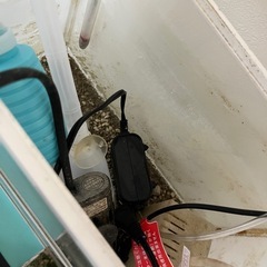 水槽🐟現物渡しの画像