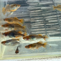 琴姫　メダカ　めだかの画像