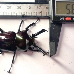 ニジイロクワガタ 成虫ペア ♂58mm  紫紺 未後食（2026/3羽化）の画像