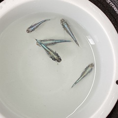 驚安❗️ メダカ　墨武　雄2雌3の画像
