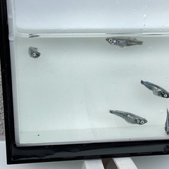 驚安❗️ メダカ　墨武　雄2雌3の画像