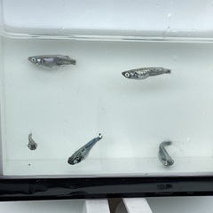 驚安❗️ メダカ　墨武　雄2雌3の画像