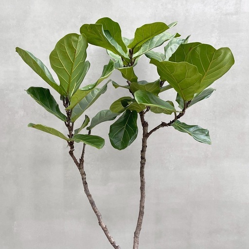 観葉植物 カシワバゴム 180cm
