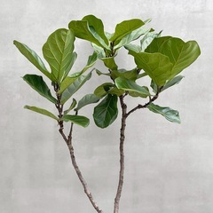 観葉植物 カシワバゴム 180cmの画像