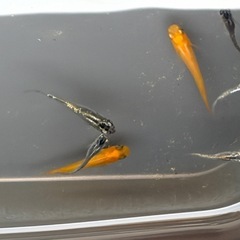 問い合わせが多いので一旦停止します
ミックスメダカの画像