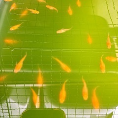楊貴妃　ダルマ　半ダルマ🧡　10匹　メダカ　めだかの画像