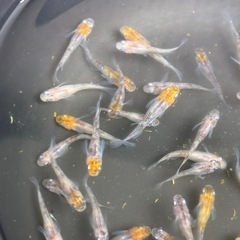 銀墨　メダカ　めだかの画像