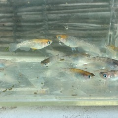 銀墨　メダカ　めだかの画像