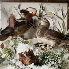 オシドリの剥製　お譲り先決定
の画像