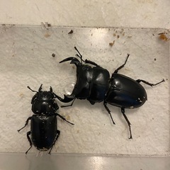 (購入者決定)マレーアンタエウスオオクワガタ 成虫 ペア の画像