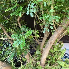 厚木市　無料⚫︎シマトネリコとアイビー の画像