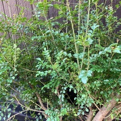 厚木市　無料⚫︎シマトネリコとアイビー の画像