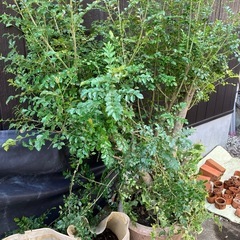 厚木市　無料⚫︎シマトネリコとアイビー の画像