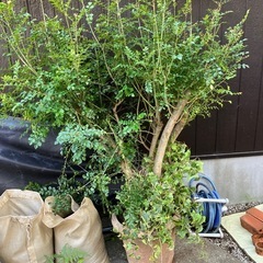 厚木市　無料⚫︎シマトネリコとアイビー の画像