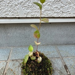 手作り苔玉(3個セット)の画像