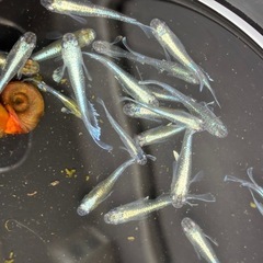 カブキブルー　メダカ　めだかの画像