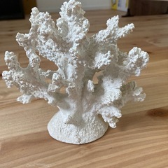 サンゴ　オブジェの画像