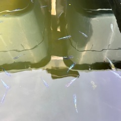 メダカ　めだか　の画像