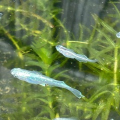 4月5日引き取り決定。ブルージェイメダカ🐟の画像