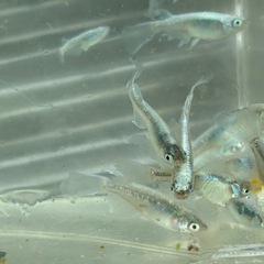 ミユキヒレナガ　メダカ　めだかの画像