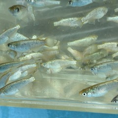 スーパーラメ　メダカ　めだかの画像