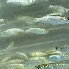 スーパーラメ　メダカ　めだかの画像